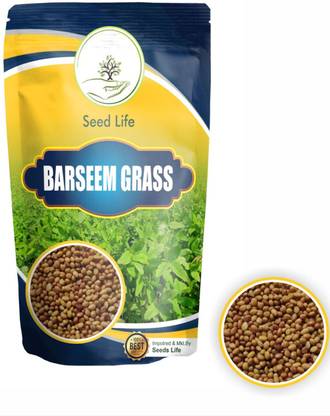 SeedLife BARSEEM GRASS SEEDS - THE KING OF FODDER GRASS SEED Seed