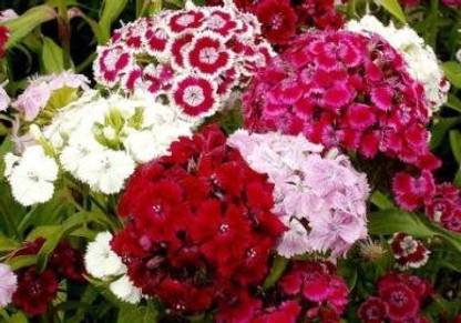 XOLDA Hybrid Sweet William Seed