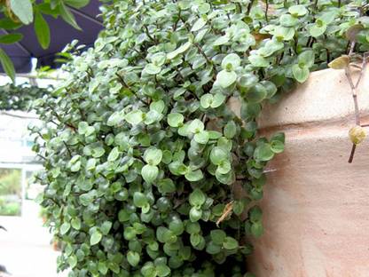 BALA PLANT CREATION Turtle Vine Plant