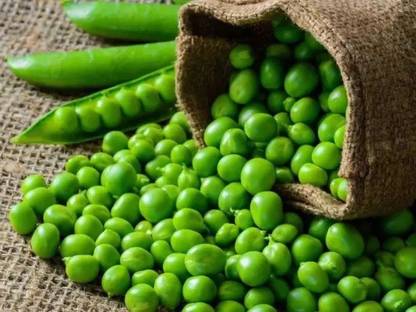 Chalisa Green Peas, Mutter, peas Seed
