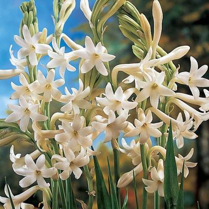 Andhagnai Tuberose/ Rajnigandha Fragrance Flower Bulbs Pack Of 5 Seed