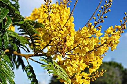 V Seed pila gulmohar, PELTOPHORUM, TREE SEED, GULMOHAR Seed