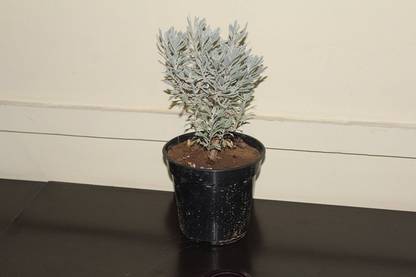 Srs Traders Lantana Plant