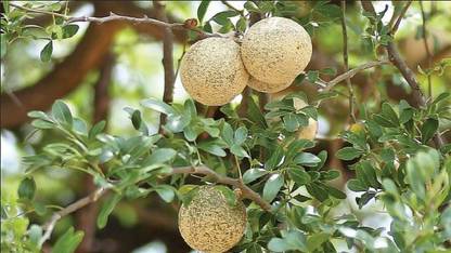 Bijaya Online Store Wood Apple Plant