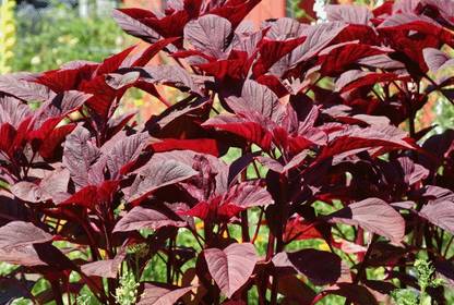 XOLDA Red Amaranthus Seed