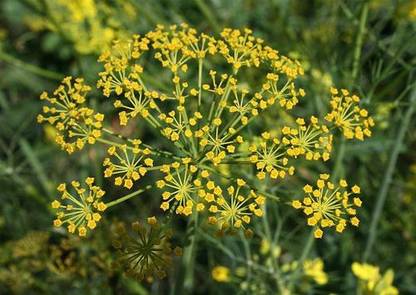 XOLDA Sweet Fennel Seed