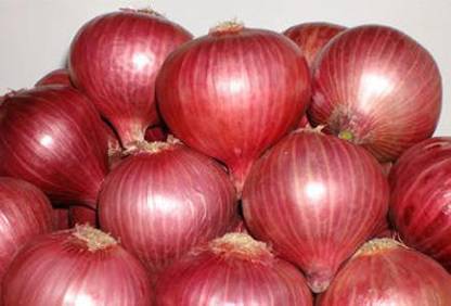 XOLDA Onian Seed