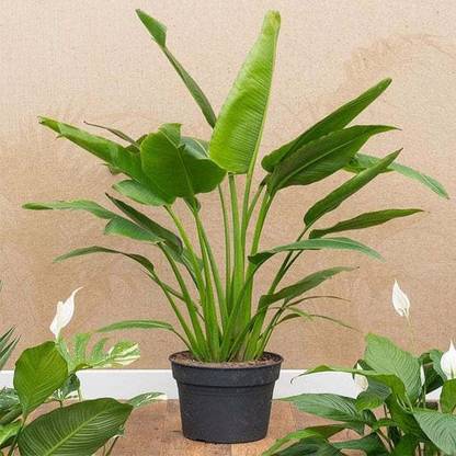 Tajplanthub Traveller Palm Plant