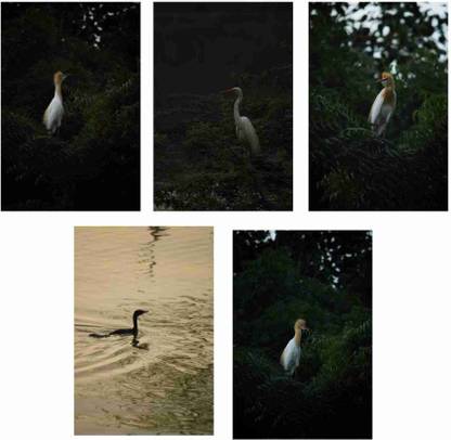 NIGHT SWAN PRINTING Digital reprint (8x12 inch, 5 print) Fine Art Print