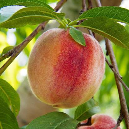 KANAYA Peach Aadu Fruit Seed