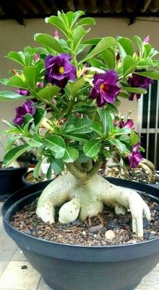 Greenery Nursery Anthurium Plant