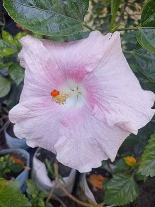 AUSTRALIAN HIBISCUS Hibiscus Plant
