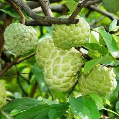 Click Tree Hub Custard Apple Plant