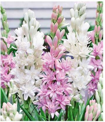 Variety House Rajnigandha Tuberose Flower Bulbs- Pack of 11 Bulbs Seed
