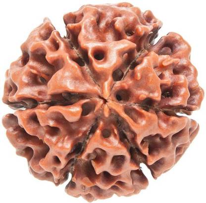 numeroastro 6 Mukhi Rudraksha Beads Wood