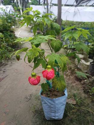 lanthan hibiscus Hibiscus Plant