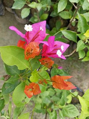 bougainvillea glabra Bougainvillea Plant