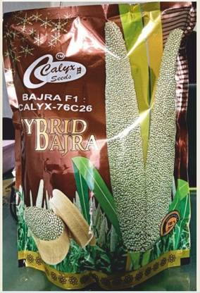 CALYXSEEDS : CALYX-76C26, F1 HYBRID BAJRA, F1 HYBRID PEARL MILLET, HYBRID BAJRA CALYX-76C26 Seed