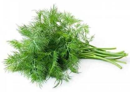 XOLDA Soya Dill Seed