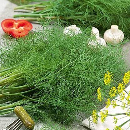XOLDA Soya Dill Seed
