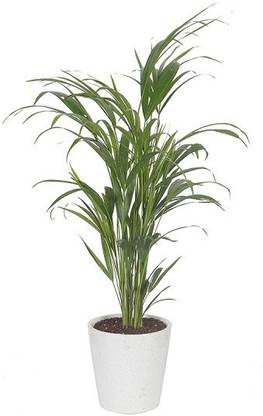 EliteGreen Areca Palm