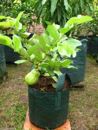 BHARATNURSERY Guava Plant