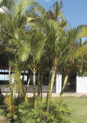 EliteGreen Areca Palm