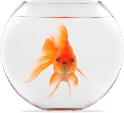 SAVORADE VASE Round Ends Aquarium Tank