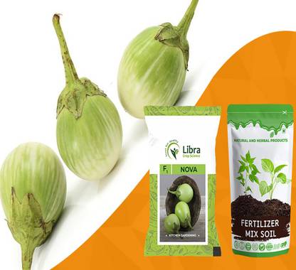 NATURAL AND HERBAL PRODUCTS Brinjal Seeds for Home Garden | Vegetable | Round Eggplant | Hybrid | Ringan Seed