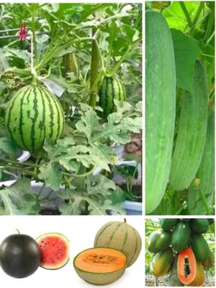 MG ALL IN ONE Fruit seed Seed