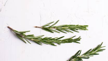Nodoc Rosemary flower Seed