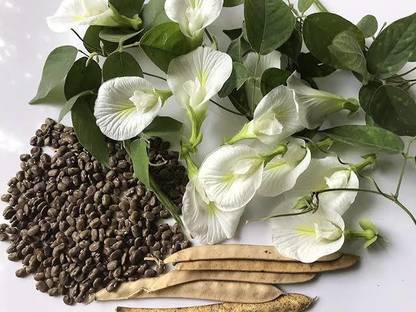 GranysGarden Aparajita Seeds, Shanku Puvvu Seeds Seed