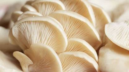 XOLDA Mushroom Seed