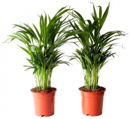 Areca Pulm Areca Plam