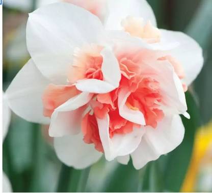 Radha Krishna Agriculture Daffodils Seed