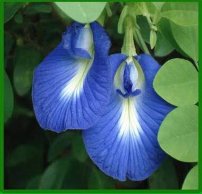 ROSEMERC Neelkanth flower,aparajitha flower,clitoria ternatea flower ( 20 per packet) Seed