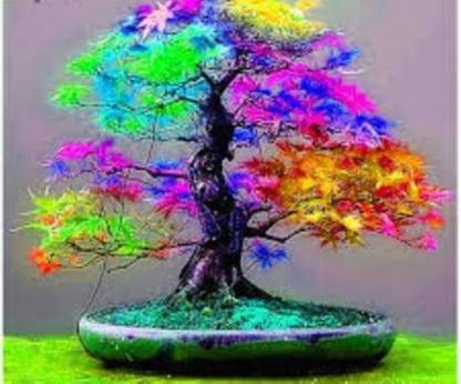 Galaxi maple Seed