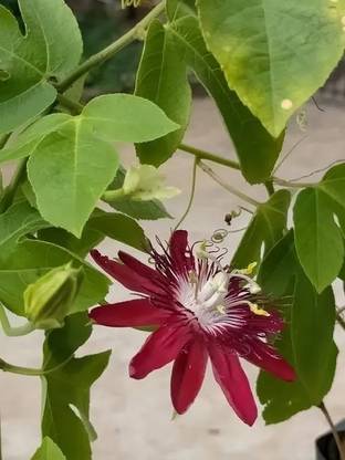 V K Global Passion Plant