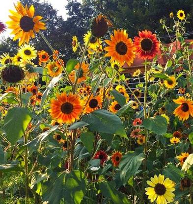 XOLDA Sun flower Seed