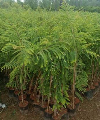 Heaven Of Saplings Amla Plant
