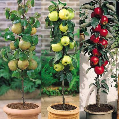JR GLOBLE Apple Plant