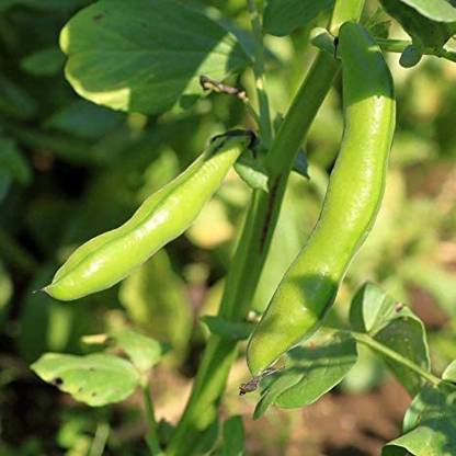 Beej Wala Fava Bean Vegetable, BAKHLA Seed