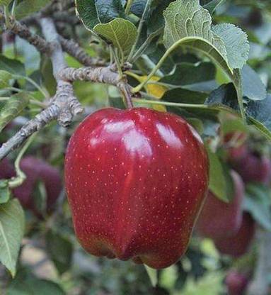 JR GLOBLE Apple Plant