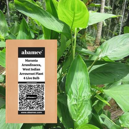 Abamec West Indian Arrowroot (Maranta Arundinacea) Seed