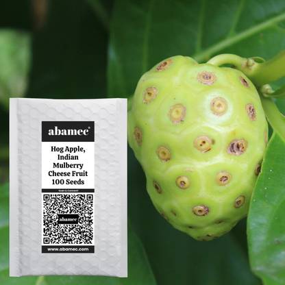 Abamec Noni Fruit Tree, Hog Apple, Indian Mulberry (Morinda Citrifolia) Seed