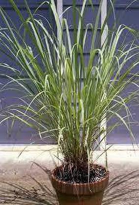 JR GLOBLE Lemon Grass Plant