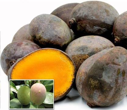 Krishna Kasturi Mango Plant Mango Plant