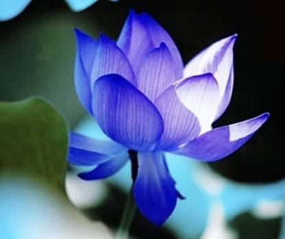 Dharma Blue Lotus, Kamal, Padma Seed