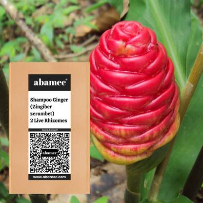 Abamec Pinecone Ginger Seed