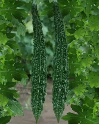 Brotherss Farm Long Bitter Gourd Hybrid Seed
